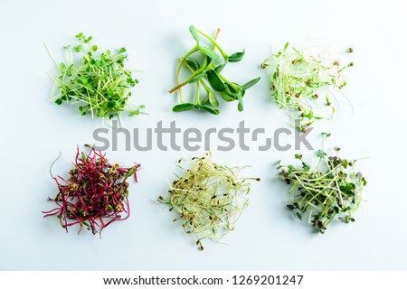 microgreen dill sprouts, radishes, mustard, arugula, mustard in the range on a light background, copy space Royalty-Free Stock Photo #1269201247