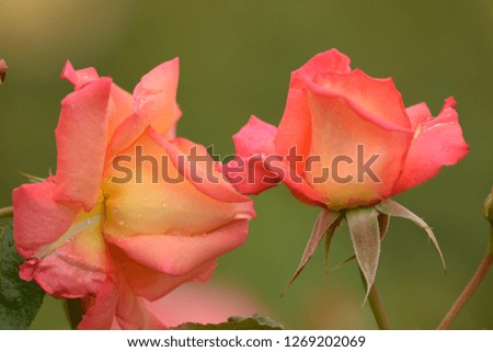 Poppy flower with bokeh background