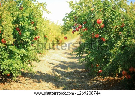 fresh pomegranate fruits on the trees. Large garden of pomegranate trees. Pomegranate ripening.