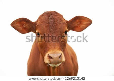 A young brown chesnut coloured calf, face only, looking at camera, against white background, isolated, with copy space