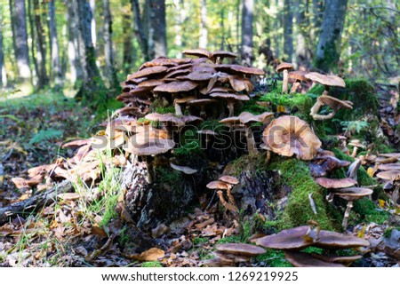 Beautiful closeup of forest mushrooms. Autumn forest scene. Mushrooms photo, forest photo, forest background - Image