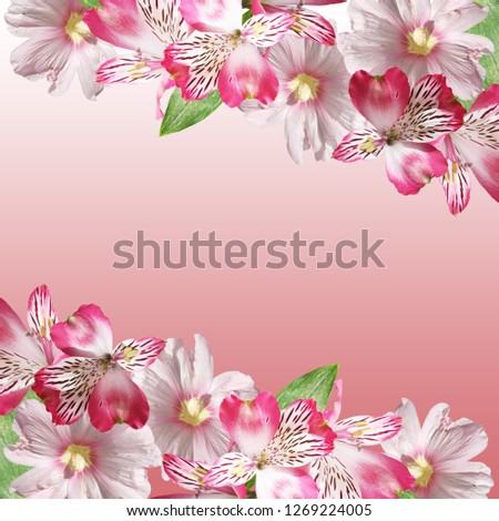 Beautiful floral background of pink Alstroemeria and mallow