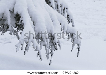 snow falling on the trees, wonderful snow landscapes, tree and snow landscape pictures,