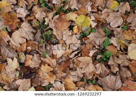 Close up view from above of group of dead brown leaves fall on the ground. Abstract picture of dry foliage in a public barden. Textured colorful surface in autumn season.