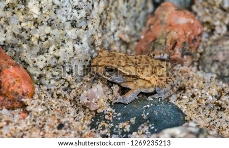 Toad (species undetermined) that mimics the colors and patterns of rocks and sand in its habitat along the shoreline of the Inchillaqui River in the upland rainforests near Archidona, Ecuador. 