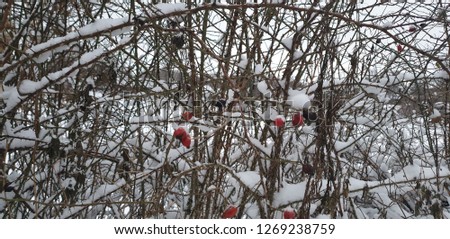  Red rosehip berries in winter close-up
