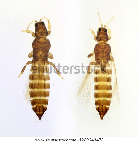 Mediterranean dandelion flower thrips or Tenothrips frici under the microscope Royalty-Free Stock Photo #1269243478