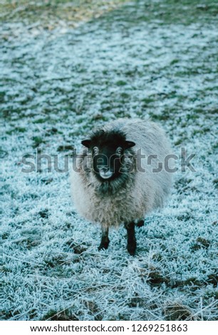 Cute little sheep in winter