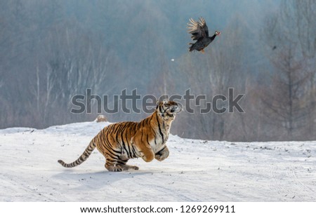 Siberian tiger in a jump catches its prey. Very dynamic shot. China. Harbin. Mudanjiang province. Hengdaohezi park. Siberian Tiger Park. Winter. Hard frost. (Panthera tgris altaica) Royalty-Free Stock Photo #1269269911