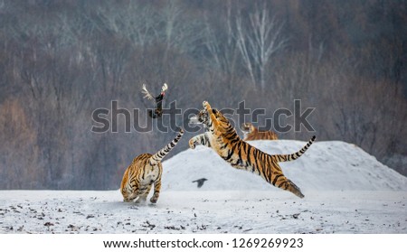 Siberian tiger in a jump catches its prey. Very dynamic shot. China. Harbin. Mudanjiang province. Hengdaohezi park. Siberian Tiger Park. Winter. Hard frost. (Panthera tgris altaica) Royalty-Free Stock Photo #1269269923