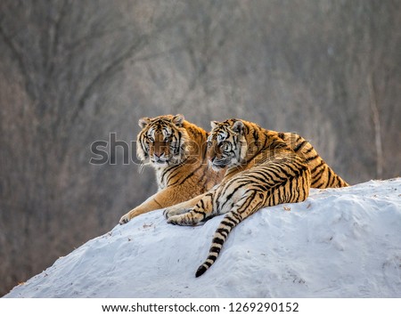 Pair of Siberian tigers on a snowy hill against the backdrop of a winter forest. China. Harbin. Mudanjiang province. Hengdaohezi park. Siberian Tiger Park. Winter. Hard frost. (Panthera tgris altaica) Royalty-Free Stock Photo #1269290152