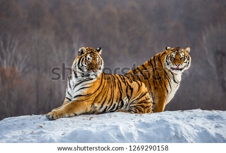 Pair of Siberian tigers on a snowy hill against the backdrop of a winter forest. China. Harbin. Mudanjiang province. Hengdaohezi park. Siberian Tiger Park. Winter. Hard frost. (Panthera tgris altaica) Royalty-Free Stock Photo #1269290158