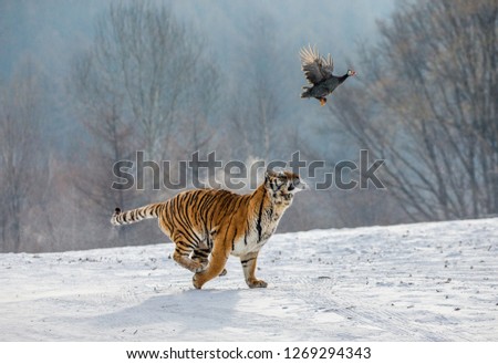 Siberian Tiger running in the snow and catch their prey. Very dynamic photo. China. Harbin. Mudanjiang province. Hengdaohezi park. Siberian Tiger Park. Winter. Hard frost. (Panthera tgris altaica) Royalty-Free Stock Photo #1269294343