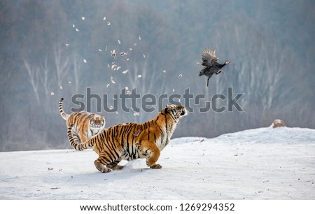 Siberian Tiger running in the snow and catch their prey. Very dynamic photo. China. Harbin. Mudanjiang province. Hengdaohezi park. Siberian Tiger Park. Winter. Hard frost. (Panthera tgris altaica) Royalty-Free Stock Photo #1269294352