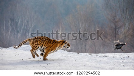 Siberian Tiger running in the snow and catch their prey. Very dynamic photo. China. Harbin. Mudanjiang province. Hengdaohezi park. Siberian Tiger Park. Winter. Hard frost. (Panthera tgris altaica) Royalty-Free Stock Photo #1269294502