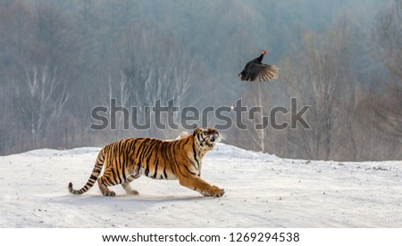 Siberian Tiger running in the snow and catch their prey. Very dynamic photo. China. Harbin. Mudanjiang province. Hengdaohezi park. Siberian Tiger Park. Winter. Hard frost. (Panthera tgris altaica) Royalty-Free Stock Photo #1269294538