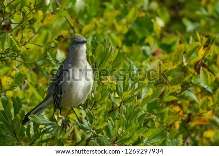 a northern mockingbird sits on a green bush in cape may new jersey 