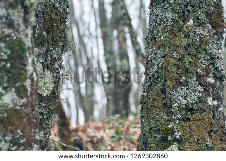 trees with autumn moss in the forest