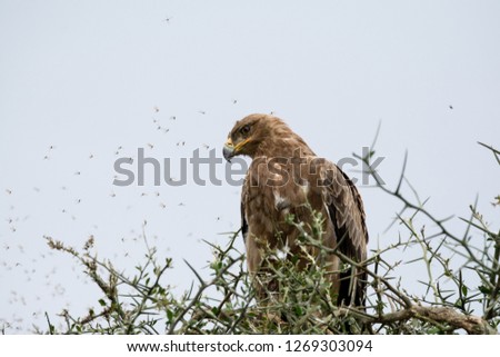 Eagle in Serengetti