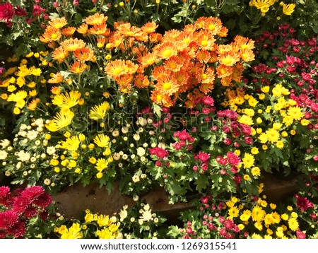 Colorful chrysanthemum flower blooming in the garden