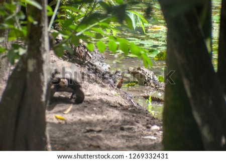 
Crocodile and the tortoise in nature