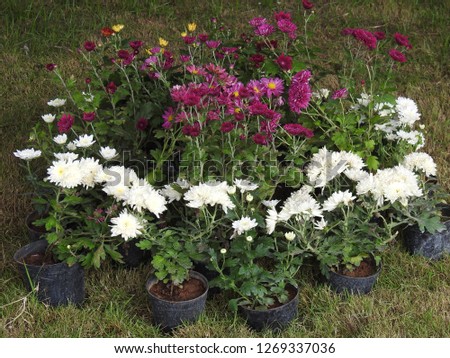 plants at Garden with full of flowers. Group of colorful blooming perennials.