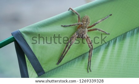 Spider on a green tent at a campsite in Rocklands near Cape Town, South Africa.