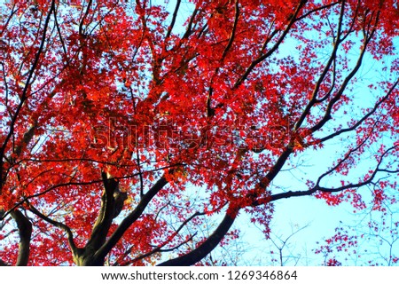 Image of red leaves and sun on sky background