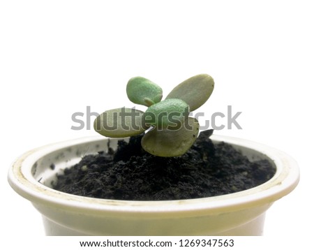 Growing hope. Growing project. small cute plant succulent in the ground in pot.