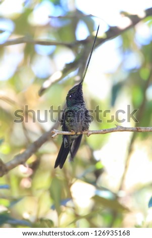 Stock Photo: Sword-Billed Hummingbird (Ensifera ensifera) in Guango, Ecuador, South America.