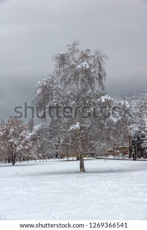Winter view with snow covered trees in South Park in city of Sofia, Bulgaria

