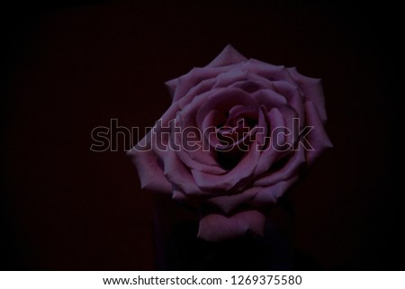 Pink Rose isolated, black background, space for text, love, valentines day
