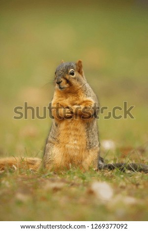 Closeup of Fox Squirrel