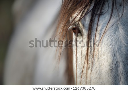 

Close-up of the amazing look of a purebred Spanish horse
