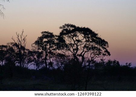 Sunset silhouetting trees against a purple sky on an island in the Okavango Delta