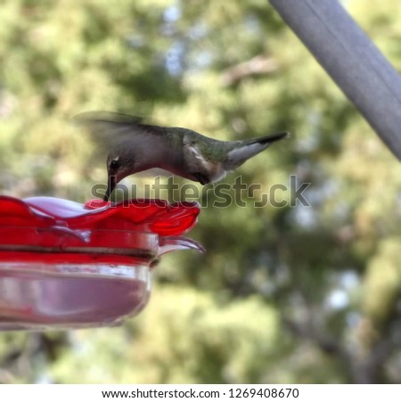 Soft focus photo of a female anna's hummingbird feeding at a feeder while flying; Tonto National Forest in Arizona