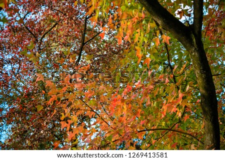 Shimen Forest Park Autumn Color
