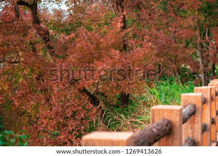 Shimen Forest Park Autumn Color