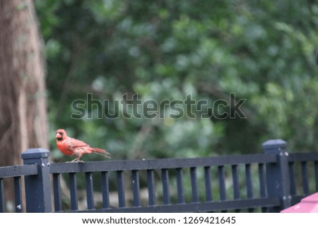 Red male northern cardinal songbird perched on backyard fence in bird feeding garden.