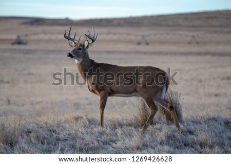 Mule Deer Buck on the Prairie