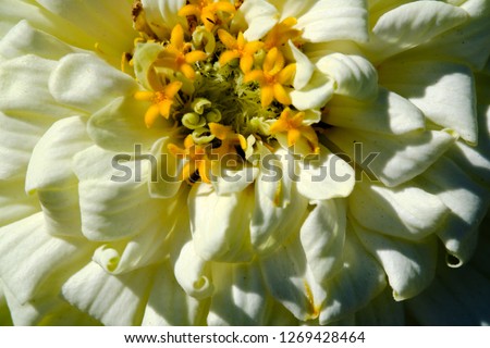 Macro photo of zinnia flower