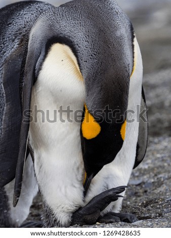 A king penguin rests on a small mound on Salisbury Plain on South Georgia in Antarctica with space for taxt and background