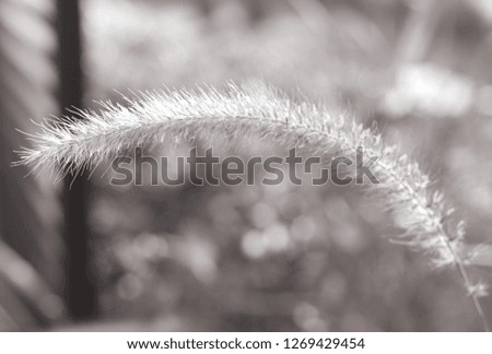 Picture of black and white tones of grass flowers On the way
