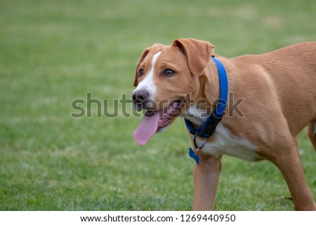 Head shot of cute young dog with tongue lolling