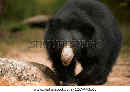 Sloth Bear_A Close up