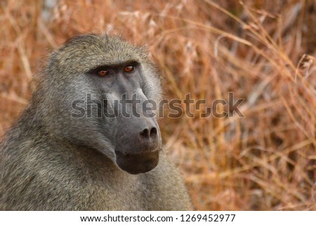 African baboon in natural habitat focusing with intent
