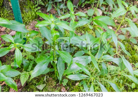 Close up Andrographis paniculata plant leaves Ayurveda herbal medicine