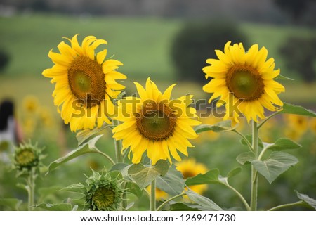 Sunflowers in the plantation