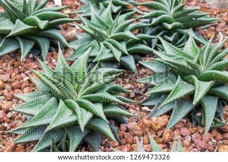 Haworthiopsis limifolia, Cactus in garden has a brown stone around, Cacti, Cactaceae, Succulent, Tree, Drought tolerant plant.