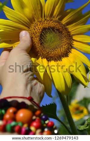 summer mood in a picturesque picture with a sunflower in hands